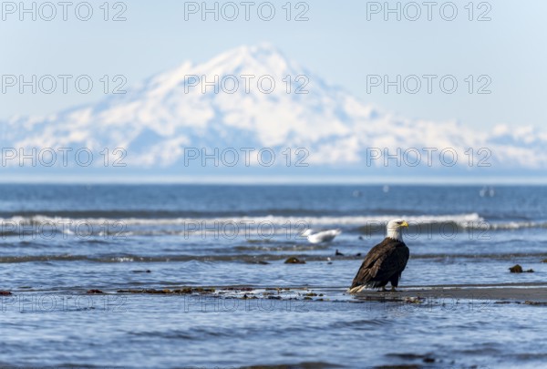 Bald eagle (Haliaeetus leucocephalus) sitting on the beach by the sea, Anchor Point at Cook Inlet, behind glaciated mountain peaks of the Aleutian chain with summit Mount Redoubt, Anchor River State Recreation Area, Alaska, USA