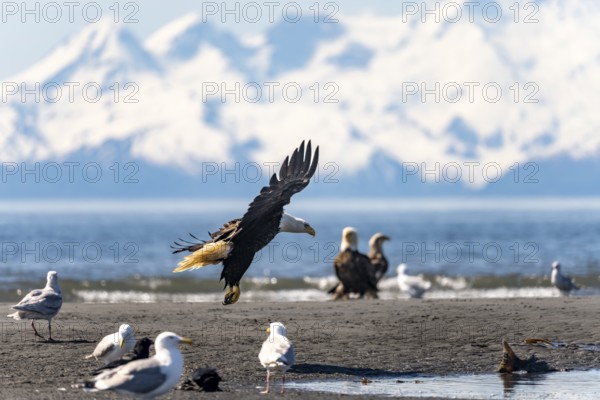 Bald eagle (Haliaeetus leucocephalus) landing on the beach, Anchor Point at Cook Inlet, Anchor River State Recreation Area, Alaska, USA