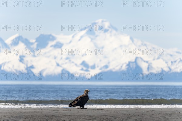 Bald eagle (Haliaeetus leucocephalus) sitting on the beach, Anchor Point at Cook Inlet, behind glaciated mountain peaks of the Aleutian chain with summit Mount Iliamna, Anchor River State Recreation Area, Alaska, USA
