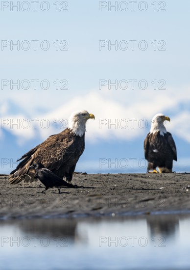 Two bald eagles (Haliaeetus leucocephalus) sitting on the beach, Anchor Point at Cook Inlet, Anchor River State Recreation Area, Alaska, USA
