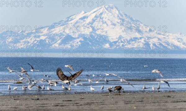 Bald eagle (Haliaeetus leucocephalus) landing on the beach among other seabirds, Anchor Point at Cook Inlet, glaciated mountain peaks of the Aleutian chain with Mount Redoubt in the background, Anchor River State Recreation Area, Alaska, USA