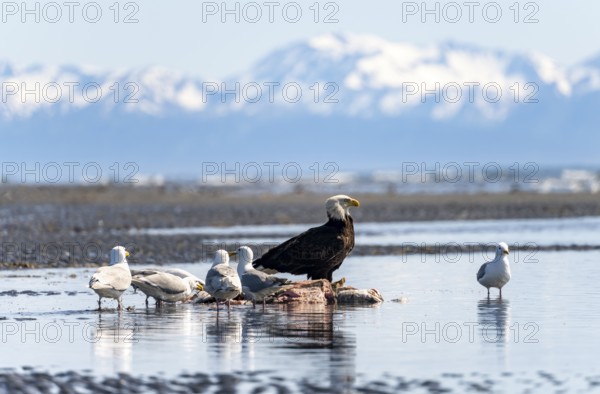 Bald eagle (Haliaeetus leucocephalus) sitting on the beach next to prey, Anchor Point at Cook Inlet, Anchor River State Recreation Area, Alaska, USA