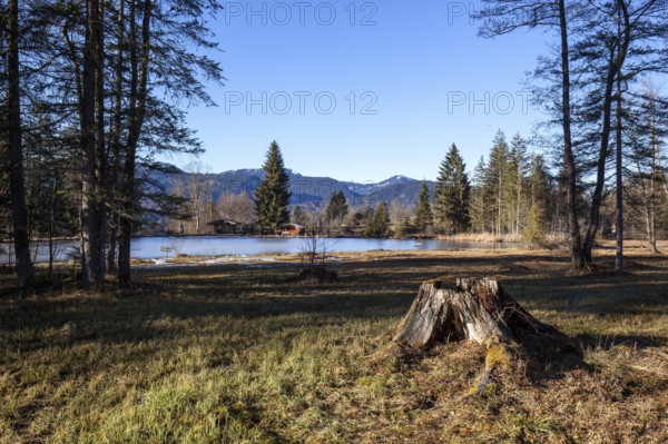 Moor, moor pond, in winter, Oberstdorf, Oberallgäu, Allgäu, Bavaria, Germany