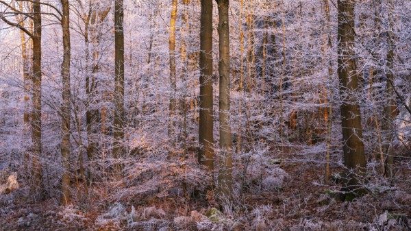 Wintery forest with hoarfrost on Königstuhl mountain, evening light, sunset, Rhein-Neckar district, Baden-Württemberg, Germany