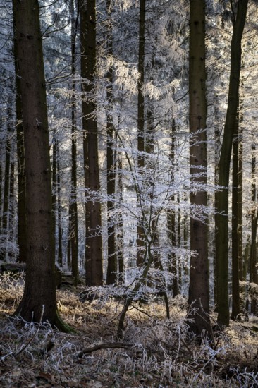 Wintery forest with hoarfrost on Königstuhl mountain, Rhein-Neckar district, Baden-Württemberg, Germany