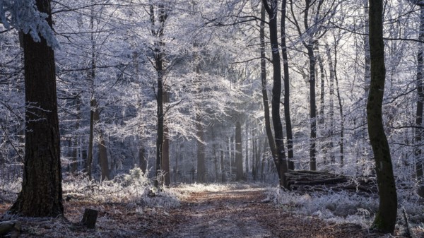 Wintery forest with hoarfrost on Königstuhl mountain, hiking trail, Rhein-Neckar district, Baden-Württemberg, Germany