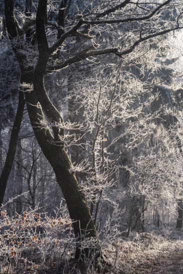 Wintery forest with hoarfrost on Königstuhl mountain, tree with backlight, Rhein-Neckar district, Baden-Württemberg, Germany
