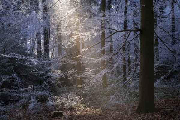 Wintery forest with hoarfrost on Königstuhl mountain, sunbeams, backlight, Rhein-Neckar district, Baden-Württemberg, Germany