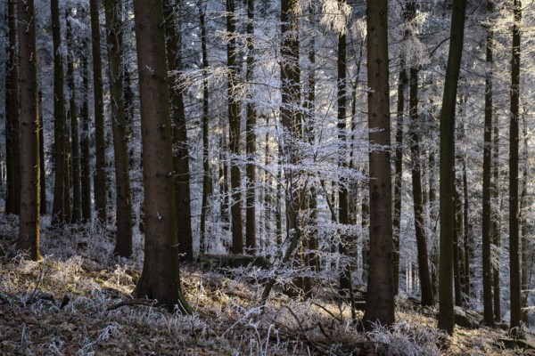 Wintery forest with hoarfrost on Königstuhl mountain, Rhein-Neckar district, Baden-Württemberg, Germany