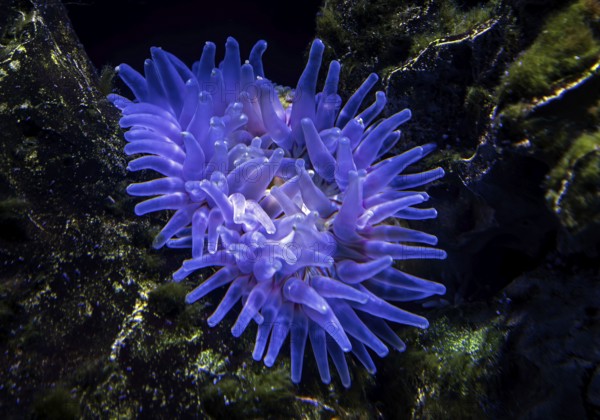 Sea anemones (Actiniaria), Ozeaneum, Hanseatic City of Stralsund, Mecklenburg-Western Pomerania, Germany