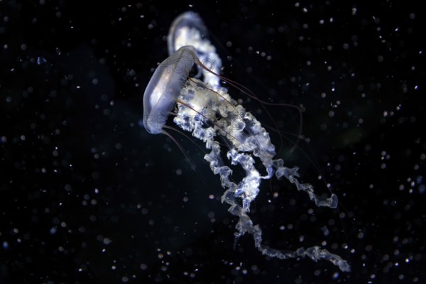 Jellyfish, compass jellyfish (Chrysaora hysoscella), Ozeaneum, Hanseatic City of Stralsund, Mecklenburg-Western Pomerania, Germany