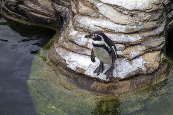 Humboldt penguin (Spenuiscus humboldti), penguin enclosure, Ozeaneum, Natukundemuseum, Stralsund, Mecklenburg-Vorpommern, Germany