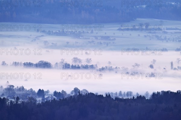 Meadows and trees in early fog, Reusstal, Merenschwand, Canton of Aargau, Switzerland