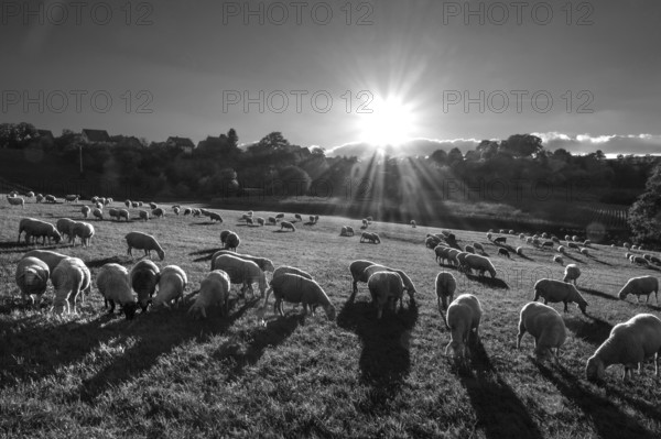 Sheep on a pasture in backlight with sun star, black and white, Beerbach, Middle Franconia, Bavaria, Germany