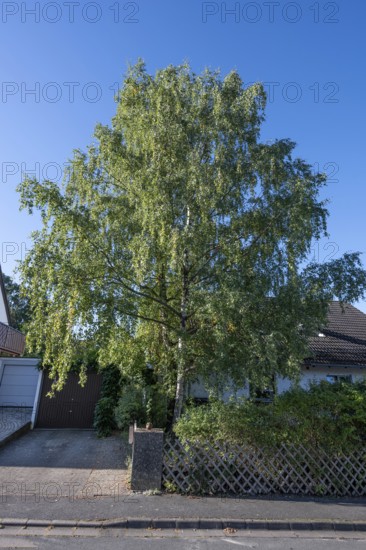 Fifty-year-old birch (Betula) in the front garden of a housing estate, Eckental, Middle Franconia, Bavaria, Germany