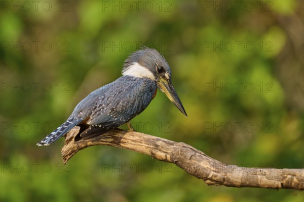 A kingfisher sitting on a branch in a natural environment, Red-breasted Kingfisher (Ceryle torquata), Rio Negro, Pantanal, UNESCO Biosphere Reserve, Mato Grosso, Brazil