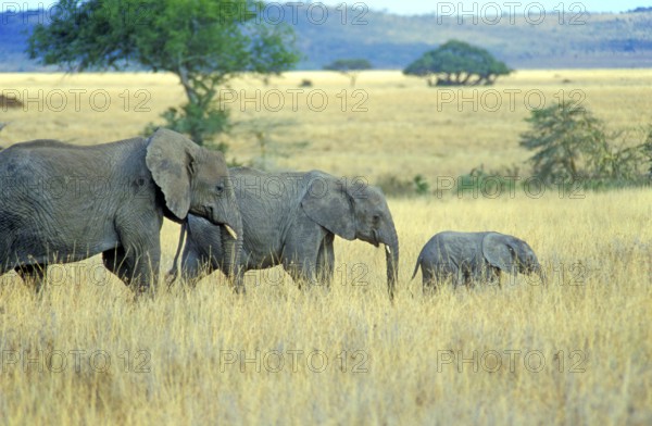 Elephants with young (Loxodonta africana), Serengeti, Tanzania, Africa, June 2000, vintage, retro, old, historical