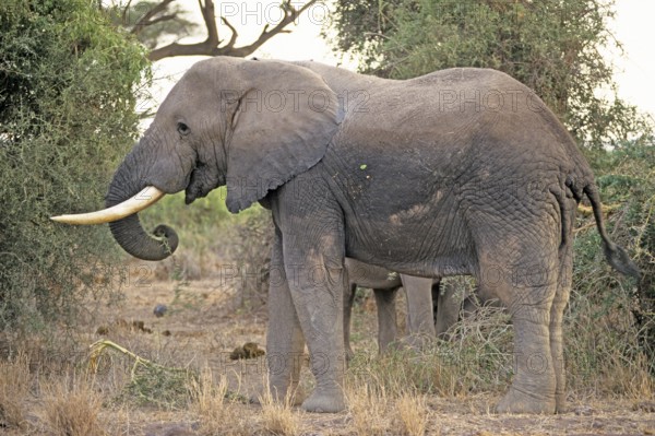 Elephant (Loxodonta africana), Amboseli National Park, Kenya, Africa, June 2000, vintage, retro, old, historical