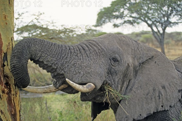 Elephant (Loxodonta africana) eating tree bark, Serengeti, Tanzania, Africa, June 2000, vintage, retro, old, historical
