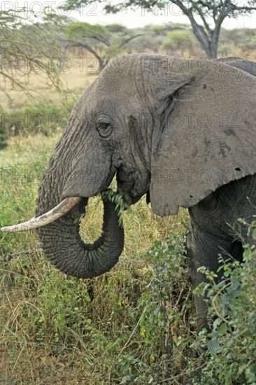 Elephant (Loxodonta africana), Serengeti, Tanzania, Africa, June 2000, vintage, retro, old, historical