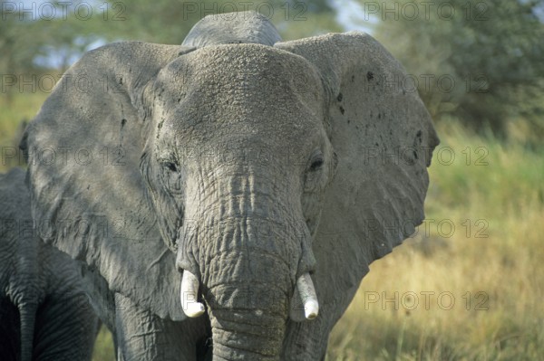 Elephant (Loxodonta africana), Serengeti, Tanzania, Africa, June 2000, vintage, retro, old, historical
