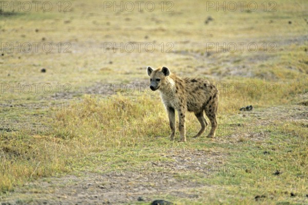 Spotted hyena (Crocuta crocuta) in Amboseli National Park, Kenya, Africa, June 2000, vintage, retro, old, historic