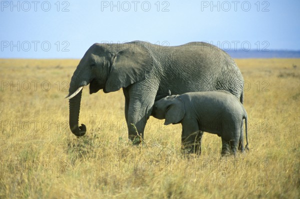 Elephant with young (Loxodonta africana), Serengeti, Tanzania, Africa, June 2000, vintage, retro, old, historical