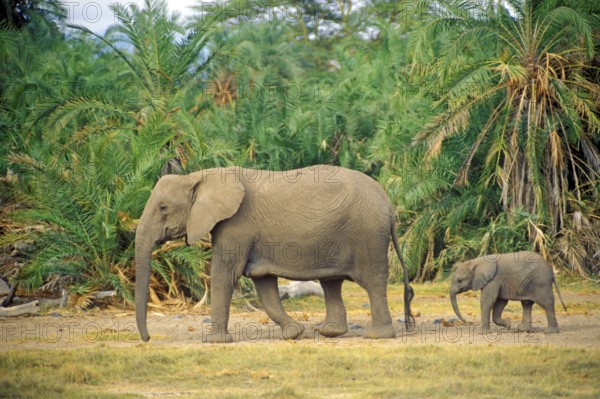 Elephant (Loxodonta africana) with young, Amboseli National Park, Kenya, Africa, June 2000, vintage, retro, old, historical