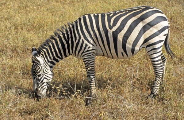 Steppe zebra (Equus quagga), Ngorongoro Crater, Tanzania, Africa, June 2000, vintage, retro, old, historical