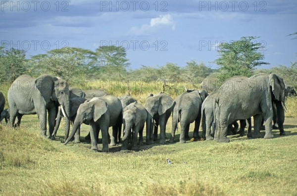 Herd of elephants (Loxodonta africana), Serengeti, Tanzania, Africa, June 2000, vintage, retro, old, historical