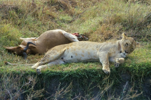 Lioness lying next to her prey, Ngorongoro Crater, Tanzania, Africa, June 2000, vintage, retro, old, historic