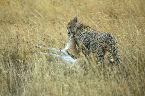 Cheetah (Acinonyx jubatus) with prey, Serengeti, Tanzania, Africa, June 2000, vintage, retro, old, historical