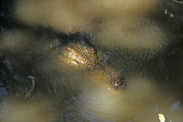 Nile crocodile (Crocodylus niloticus), crocodile farm, Victoria Falls, Zimbabwe, Africa, June 2000, vintage, retro, old, historical