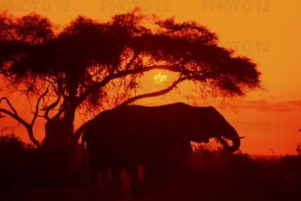 Elephant at sunrise in Amboseli National Park, orange filter, Kenya, Africa, June 2000, vintage, retro, old, historic