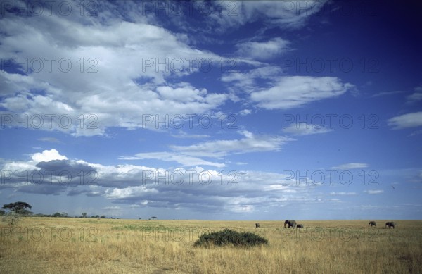 Herd of elephants (Loxodonta africana) in the Serengeti, Tanzania, Africa, June 2000, vintage, retro, old, historical