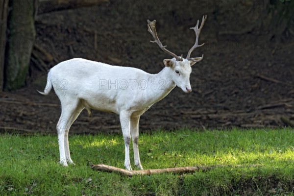 White shovel deer, fallow deer (dama dama), young animal, calf, white fur due to leucism gene mutation, no albino, male with antlers on a meadow at the edge of a forest, Vogelsberg, Büdingen Wildlife Park, Wetterau, Hesse, Germany
