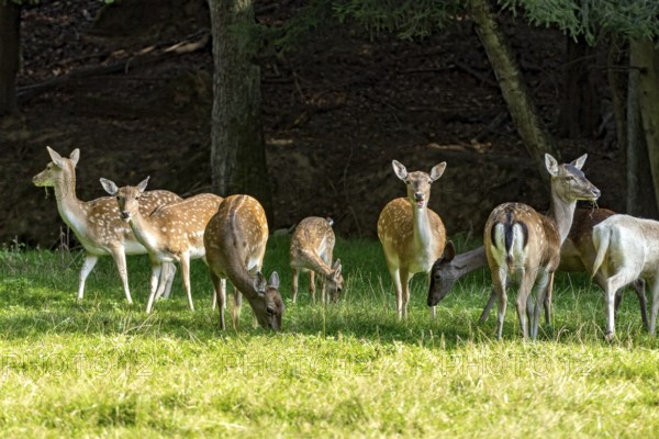 Herd of damas (dama dama) Bald deer, hinds, coloured, spotted and white due to leucism gene mutation, eating grass, grazing on a meadow in a clearing at the edge of a forest, Vogelsberg, Büdingen Wildlife Park, Wetterau, Hesse, Germany