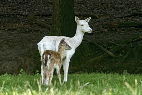 Damson (dama dama), adult doe, white fur due to leucism gene mutation, no albino, with calf on a meadow in a forest clearing, Vogelsberg, Büdingen Game Park, Wetterau, Hesse, Germany