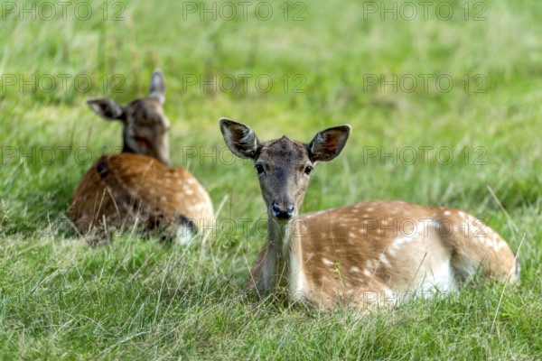Dams (dama dama) Bald deer, hinds, resting on a meadow at the edge of the forest, Vogelsberg, Büdingen Game Park, Wetterau, Hesse, Germany