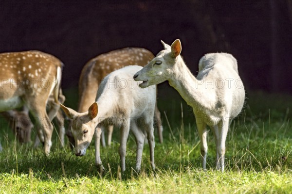 Herd of damas (dama dama) Bald deer, deer cows, coloured, spotted and white due to leucism gene mutation, no albino, eat grass, graze in a meadow of a forest clearing at the edge of the forest, Vogelsberg, Büdingen Wildlife Park, Wetterau, Hesse, Germany