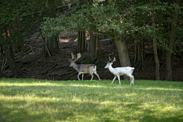 White shovel deer, fallow deer (dama dama), young animal, white fur due to leucism gene mutation, no albino, with adult spotted fallow deer, male with antlers in a meadow at the edge of the forest, Vogelsberg, Büdingen Wildlife Park, Wetterau, Hesse, Germany