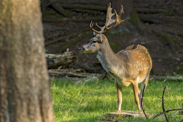Fallow deer (dama dama), shovel deer, male, deer in a meadow at the edge of the forest, Vogelsberg, Büdingen Wildlife Park, Wetterau, Hesse, Germany