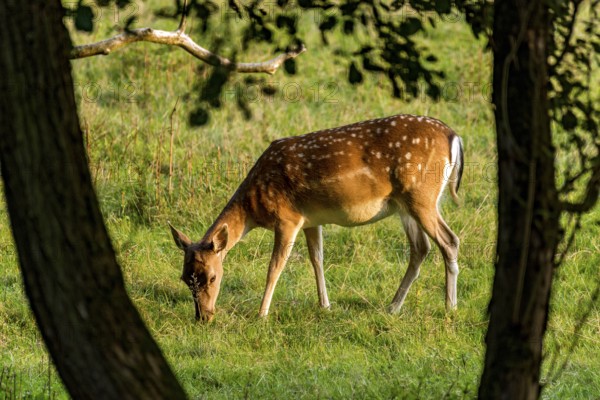 Damson (dama dama), adult doe, bare deer, eating grass, grazing on a meadow in a forest clearing, Vogelsberg, Büdingen Game Park, Wetterau, Hesse, Germany