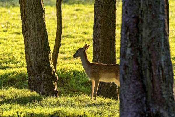 Damson (dama dama), doe, hind, young animal, calf in a meadow at the edge of the forest in backlight, evening light, Vogelsberg, Wildpark Büdingen, Wetterau, Hesse, Germany