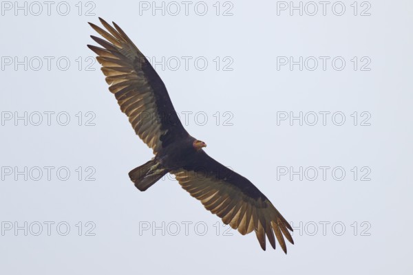 Greater yellow-headed vulture (Cathartes burrovianus) flying through the clear sky with outstretched wings, Rio Negro, Pantanal, UNESCO Biosphere Reserve, Mato Grosso, Brazil