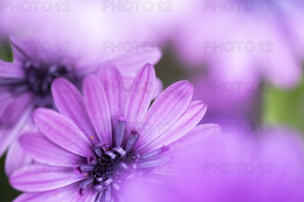 Cape basket (Osteospermum) detailed close-up of a purple flower with soft light and gently blurred foreground, Dortmund, North Rhine-Westphalia, Germany