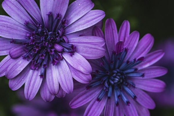 Cape basket (Osteospermum) two violet flowers in detailed close-up with dark, blue-violet flower centres in front of softly blurred background in soft light, Dortmund, North Rhine-Westphalia, Germany
