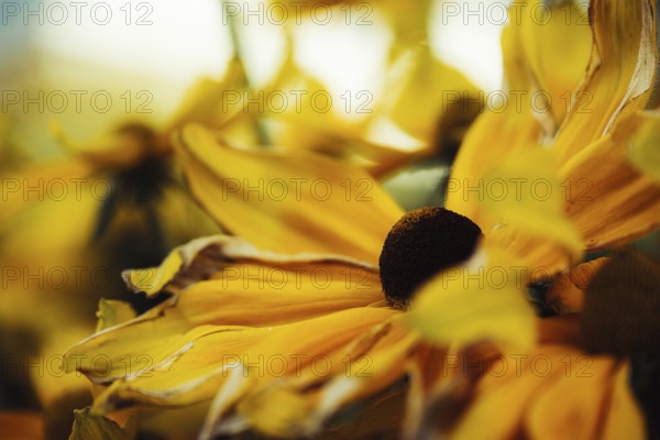 Rudbeckia hirta, detailed close-up of several yellow-orange flowers with dark flower centre and soft background blur in soft, warm light, Dortmund, North Rhine-Westphalia, Germany