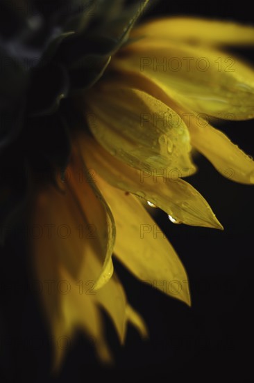 Sunflower (Helianthus annuus), detailed close-up of yellow petals with water droplets against a dark background in soft, warm light, Dortmund, North Rhine-Westphalia, Germany