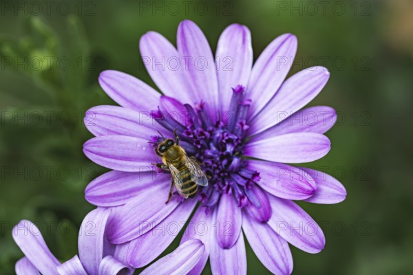 Bee (Apidae) sitting on a violet flower on a cape basket (Osteospermum) in a detailed close-up in front of a softly blurred green background in soft light, Dortmund, North Rhine-Westphalia, Germany
